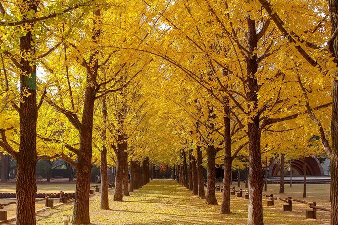 (Private tour) Nami Island + Railbike + Garden of morning calm - Timing, Energy, and What to Pack