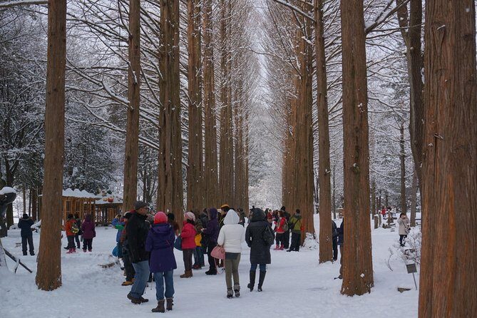 [Private Tour] Nami Island & Snow Viewing and Snow sled (More Members Less Cost) - Elysian Gangchon: snow viewing and snow sled time that kids remember