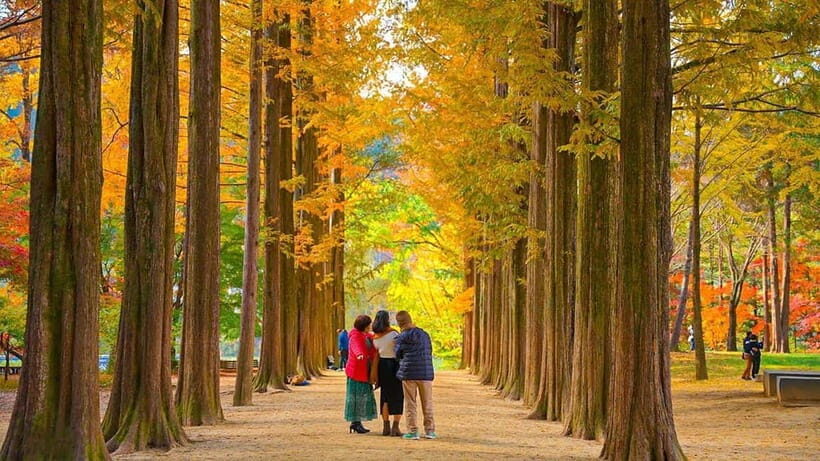 [Private Tour] Nami Island+Morning calm Garden+Petite France - Key Points to Know Before You Go