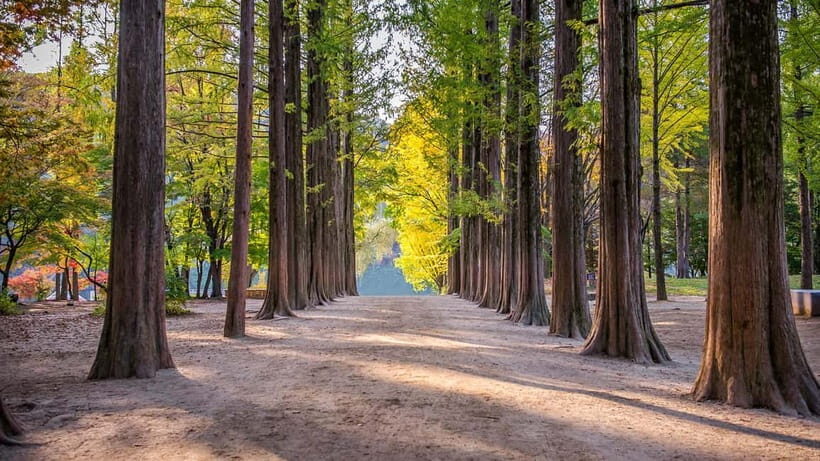 [Private Tour] Nami Island+Morning calm Garden+Petite France - Private Car Pickup From Seoul: Where the Comfort Starts