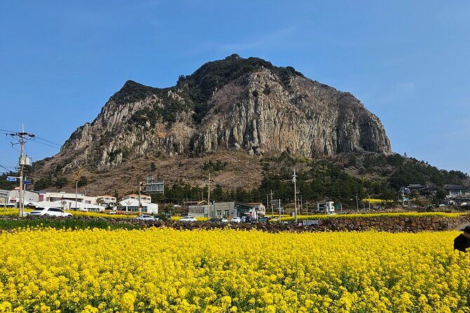 Private Tour South and West Jeju Island with Experienced Driver - O’sulloc Tea Museum: A Calm Break in the Middle of the Day