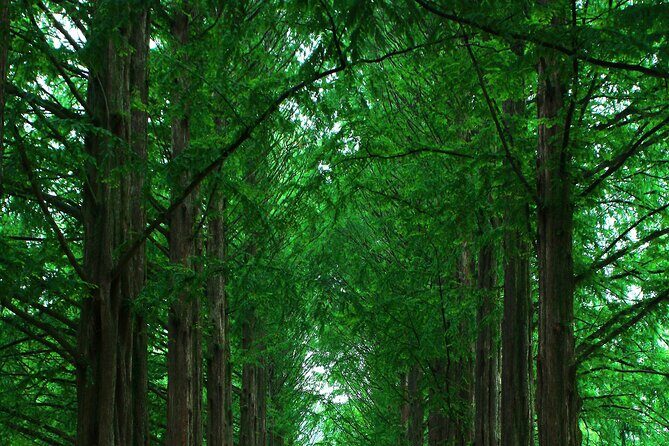 Private Tour to Alpaca world &Nami Island& Railbike with Tickets - Price and what your money covers