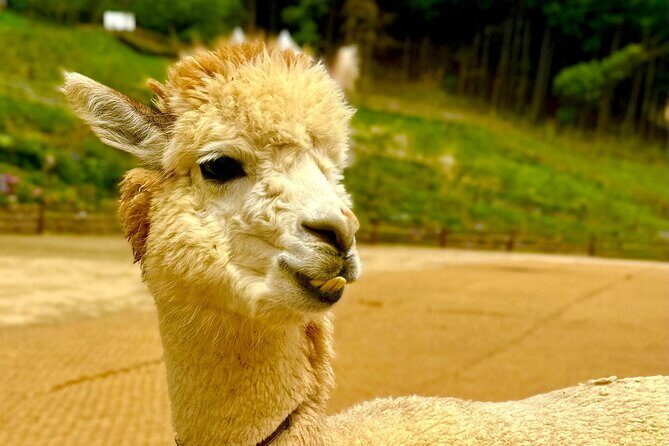 Private Tour to Alpaca world &Nami Island& Railbike with Tickets - Stop 2: Nami Island’s Song Village and Fairy Tale Village time