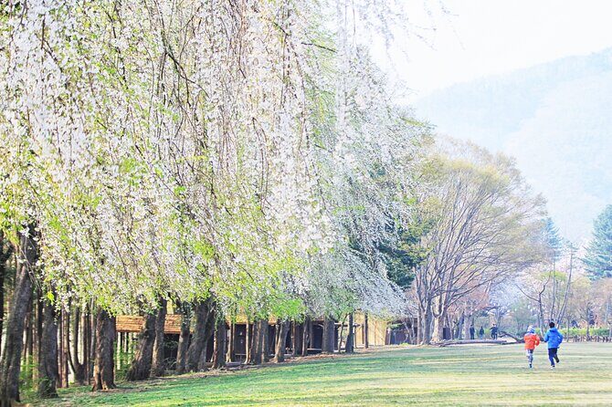 Private Tour to Alpaca world &Nami Island& Railbike with Tickets - Optional add-ons and how to decide without regret