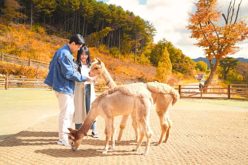 Seoul: Alpaca World and Nami Island (with Garden / Railbike) - Alpaca World: hands-on alpacas, rabbits, and parade energy
