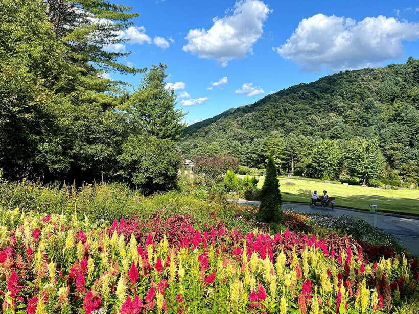 Seoul: Alpaca World and Nami Island (with Garden / Railbike) - Should you book it? My practical decision checklist