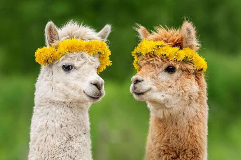 Seoul: Alpaca World, Railbike & Vivaldi Park Experience Tour - Seoul To Gangwon: Why This 12–13 Hour Animal-Adventure Day Works