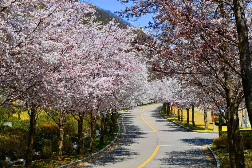 Seoul: Alpaca World, Railbike & Vivaldi Park Experience Tour - Price and Value: What $86 Buys in Real Experiences