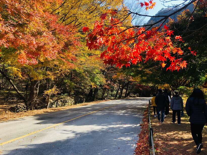 Seoul: Autumn Foliage - Mt. Naejang + Jeonju Hanok Village - Key Points You’ll Care About