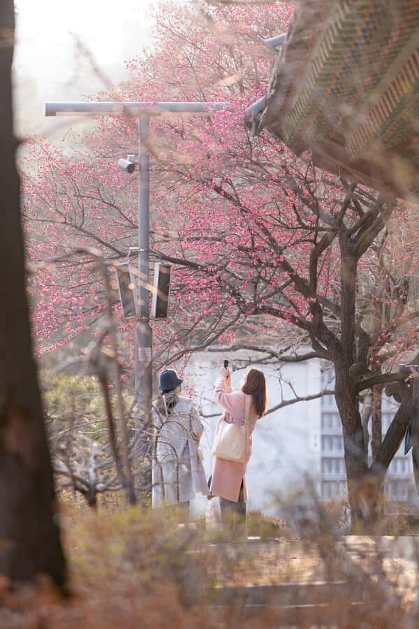 Seoul: Bongeunsa Temple and Gourmet Night Tour in Gangnam - Who should book this Seoul Gangnam night tour?