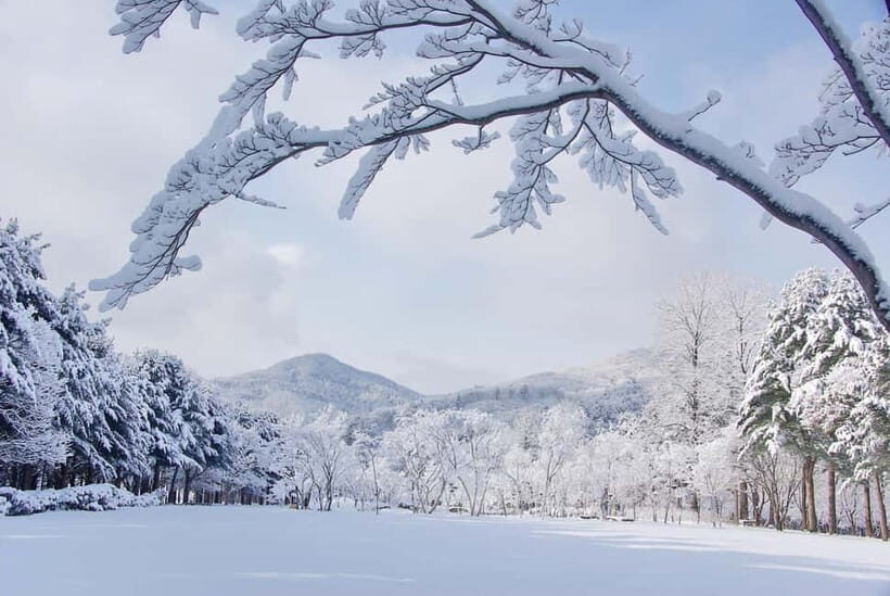 Seoul: Elysian Gangchon Winter Ski with Nami Island Day Tour - Choosing the Right Package: Shuttle, Ski, Snowboard, Sled, or Sightseeing