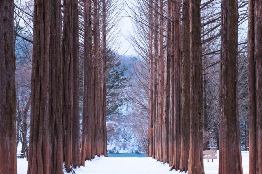 Seoul: Elysian Gangchon Winter Ski with Nami Island Day Tour - What the Included Gear and Passes Actually Save You