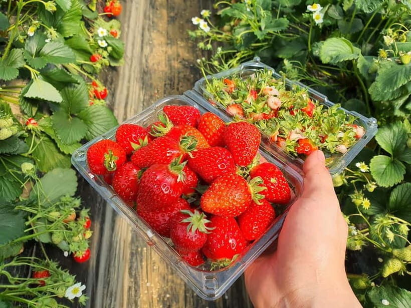 Seoul: Eobi Valley(Winter), Strawberry, Nami Island and Bike - FAQ