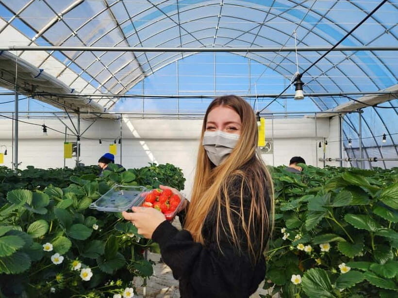 Seoul: Eobi Valley(Winter), Strawberry, Nami Island and Bike - Should you book this Seoul Strawberry, Nami Island and Railbike Day Trip?