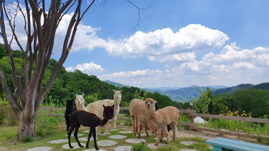 Seoul: Eobi+Nami+Hanbok(+RailBike or Strawberry Options)Tour - Who should book this winter Seoul-to-Gangwon tour