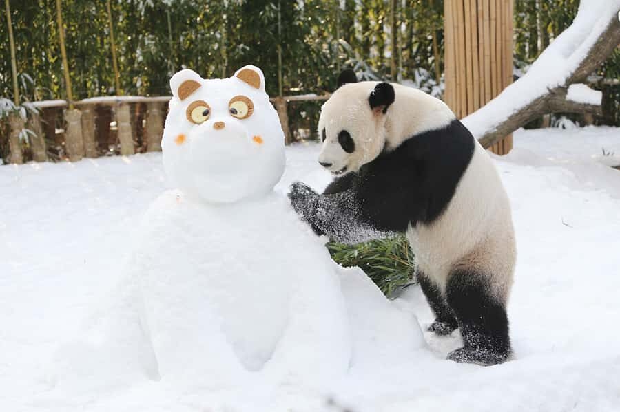 Seoul: Everland Theme Park Admission Ticket with Transfer - Everland’s Big Offer: Thrills, Gardens, and a Zoo With 2,000 Animals