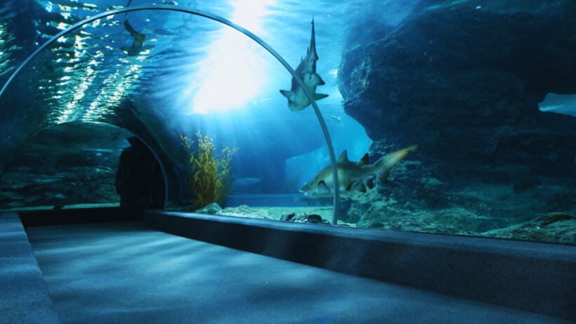 Seoul: Lotte World Aquarium Ticket - Key things I’d prioritize when you go