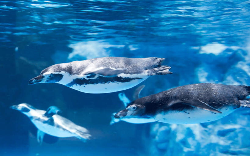 Seoul: Lotte World Aquarium Ticket - Lotte World Aquarium at-a-glance: what the $26 ticket really buys