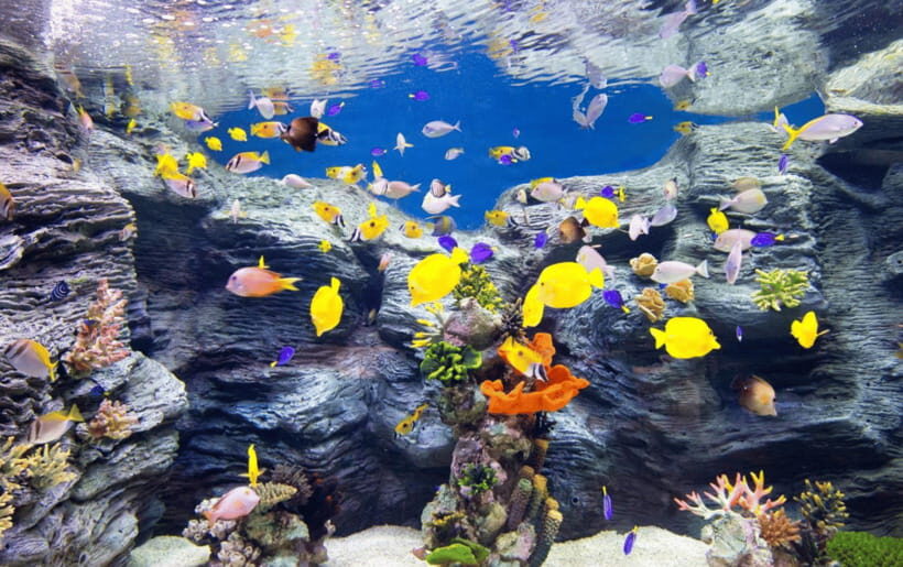 Seoul: Lotte World Aquarium Ticket - 5 oceans and 13 exhibits: how the zones teach without feeling like a lecture