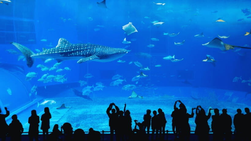 Seoul: Lotte World Aquarium Ticket - Walking through the underwater tunnel: the experience that changes how you look