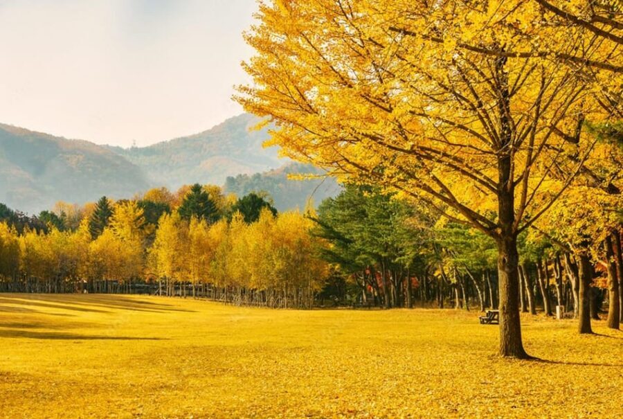 Seoul: Mt. Seorak & Nami Island & Eobi Ice Valley Day Tour - Guides and the real difference between a smooth day and a frustrating one