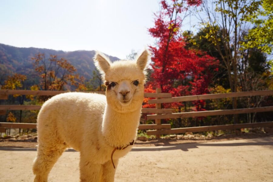 Seoul: Mt. Seorak & Nami Island & Eobi Ice Valley Day Tour - Price and value: when $93 makes sense for most first-timers