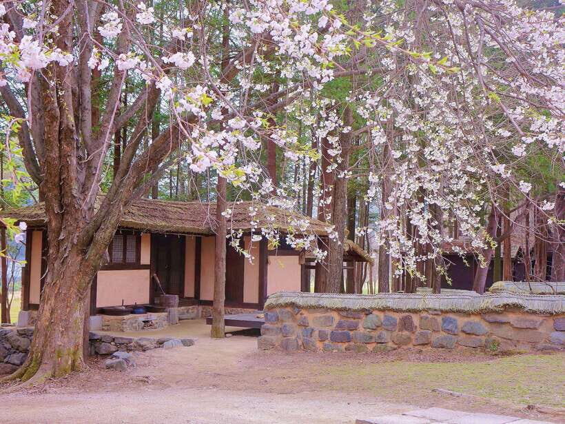 Seoul: Mt.Seorak, Nami Island & Korean Garden, No Shopping - Drop-off points and the end-of-day logistics you should notice