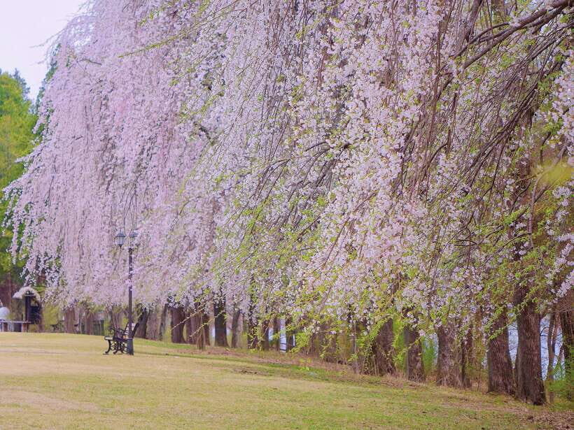 Seoul: Mt.Seorak, Nami Island, No Shopping(+RailBike Option) - Who this tour suits best (and who should consider another option)