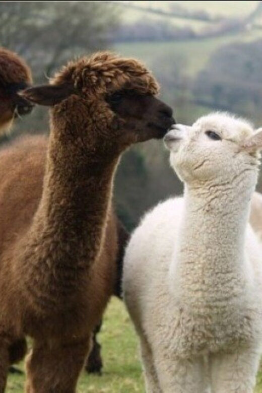 Seoul: Nami and K-Garden with Optional Alpaca Winter Tour - Eobi Valley: the frozen waterfall ice wall moment