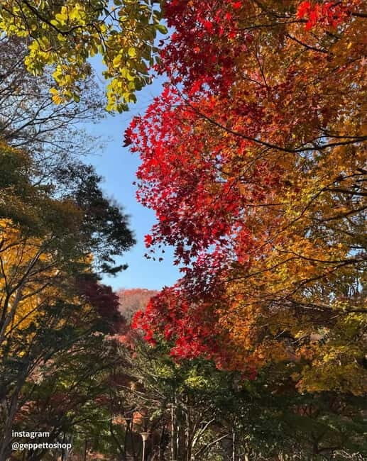 Seoul: Nami Island, Alpaca World, Morning Calm Garden - The transfer plan: comfortable, but don’t underestimate the day