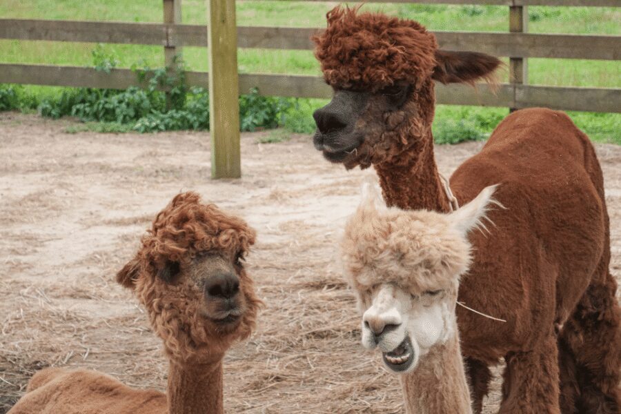Seoul: SnowyLand in Vivaldi Park with Nami or Alpaca - Alpaca World: fluffy time that works even when it’s cold