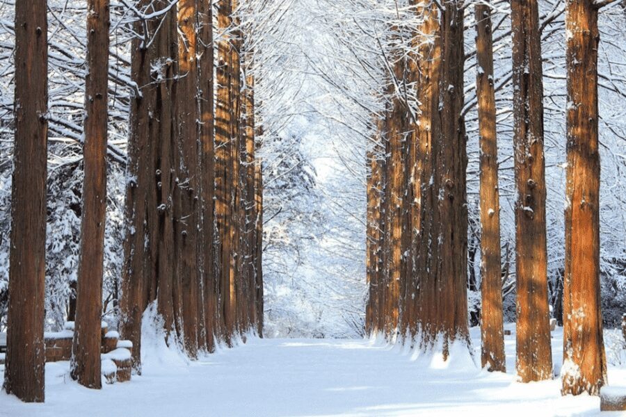Seoul: SnowyLand in Vivaldi Park with Nami or Alpaca - Nami Island in winter: a scenic walk that doesn’t require a big itinerary