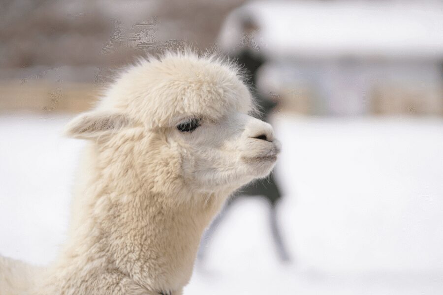 Seoul: SnowyLand in Vivaldi Park with Nami or Alpaca - Price and value: is $70 a fair deal?