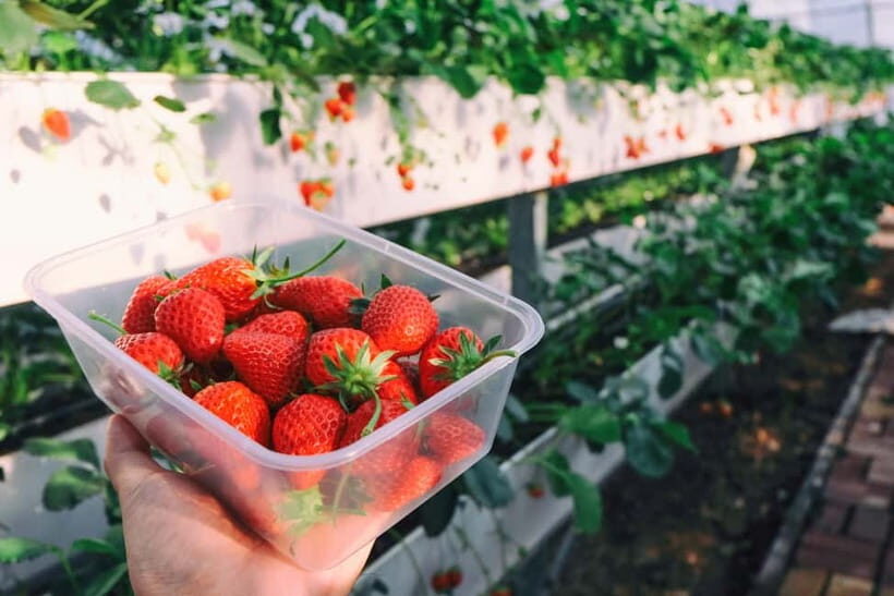 Seoul: Strawberry Picking & Eobi Ice Valley & Nami Island - Eobi Ice Valley: Frozen Waterfalls, Icy Cliffs, and Real Expectations