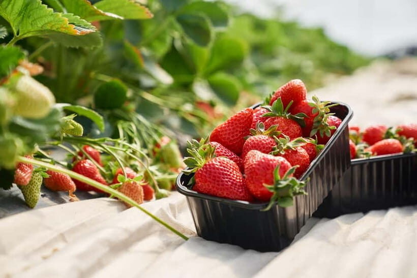 Seoul: Strawberry Picking & Eobi Ice Valley & Nami Island - The Guide Makes It: Branden, Victoria, and What to Watch For