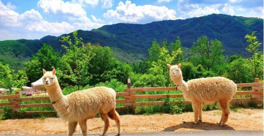 Seoul: The Painter Show with Nami Island or Alpaca World - Alpaca World: gentle animals, hands-on feeding time