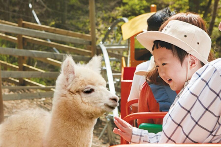 Seoul: The Painter Show with Nami Island or Alpaca World - Price and value: how $77 stacks up for a 12-hour day