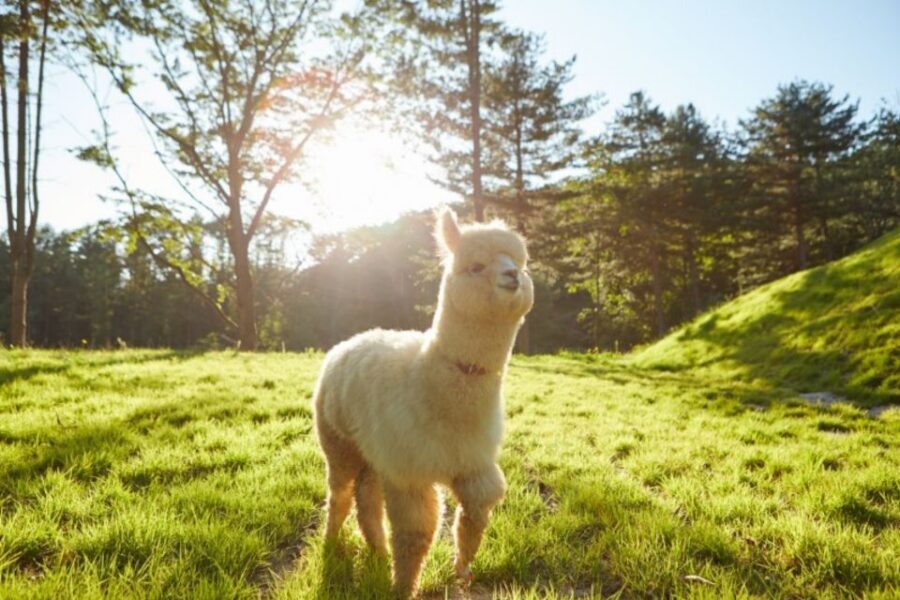 Seoul: The Painter Show with Nami Island or Alpaca World - Logistics that can make or break the day