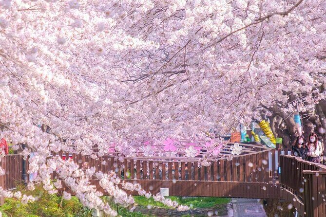 Seoul to Jinhae Cherry Blossom Festival (With Busan Drop-off) - Jinhae Gunhangje Festival: the biggest cherry-bloom moment