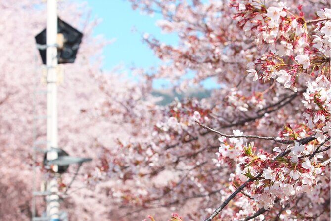 Seoul to Jinhae Cherry Blossom Festival (With Busan Drop-off) - Busan drop-off option: how it saves money and sanity