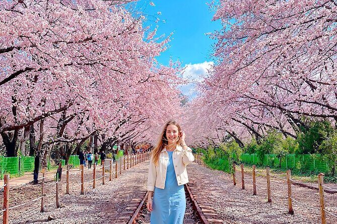 Seoul to Jinhae Cherry Blossom Festival (With Busan Drop-off) - Seoul round trip option: best if you want a clean return to the city