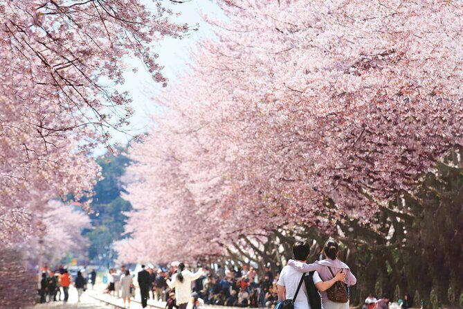 Seoul to Jinhae Cherry Blossom Festival (With Busan Drop-off) - What you’re really paying for at $52.56
