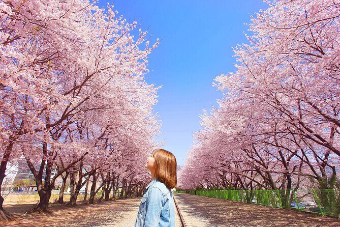 Seoul to Jinhae Cherry Blossom Festival (With Busan Drop-off) - Guide tips that matter on cherry-bloom days