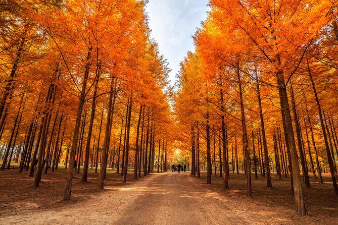 Seoul Vicinity 5 in 1: Nami Island, Garden of Morning Calm & More - Nami Island: tree-lined strolling, flexible pacing, and bike optional