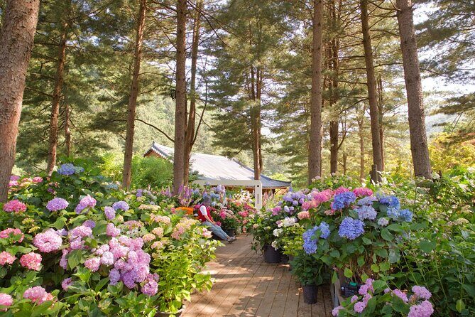 Seoul Vicinity 5 in 1: Nami Island, Garden of Morning Calm & More - Getting out of Seoul: pickup options, van comfort, and pacing