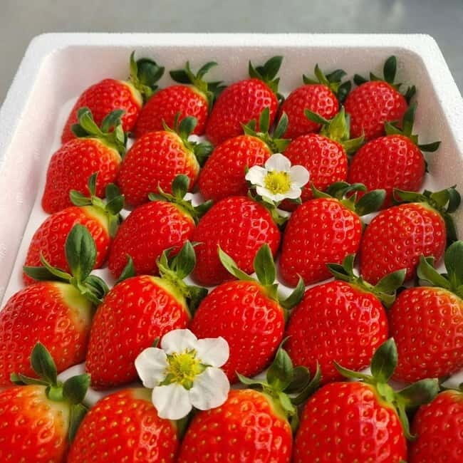 Seoul: Winter Day Tour in Pocheon (+Strawberry Picking) - Price and what you truly get for $62