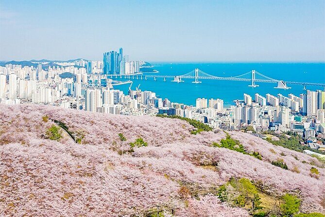 Sky Capsule with Cherry Blossom & Spring Flowers Tour from Busan - Who This Tour Fits Best (And Who Should Rethink)