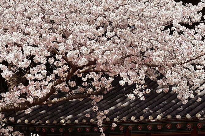 Small Group Tour East Jeju Cherry Blossom & Woman Diver Show - Key Highlights You’ll Feel on This East Jeju Day