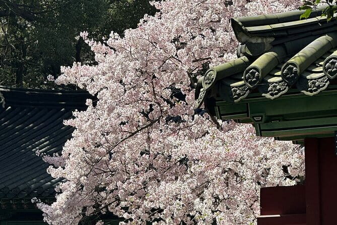 Small Group Tour East Jeju Cherry Blossom & Woman Diver Show - Cherry Blossom to Sea: What a 9-Hour East Jeju Day Really Feels Like