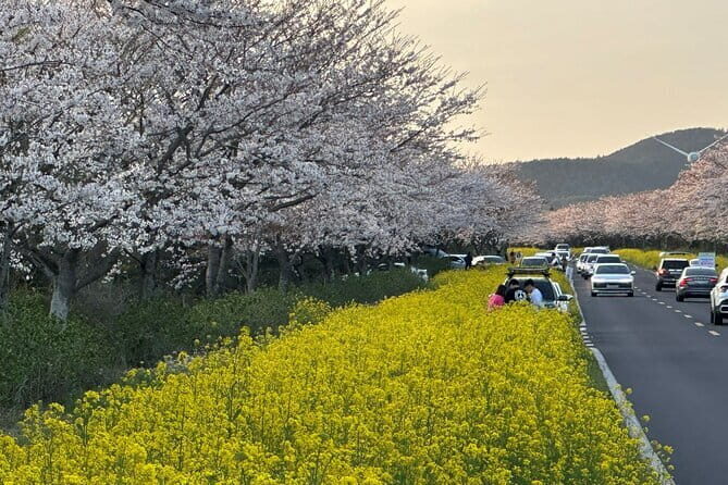 Small Group Tour East Jeju Cherry Blossom & Woman Diver Show - Samsunghyeol: The 200-Year-Old Tree and the Myth Behind It